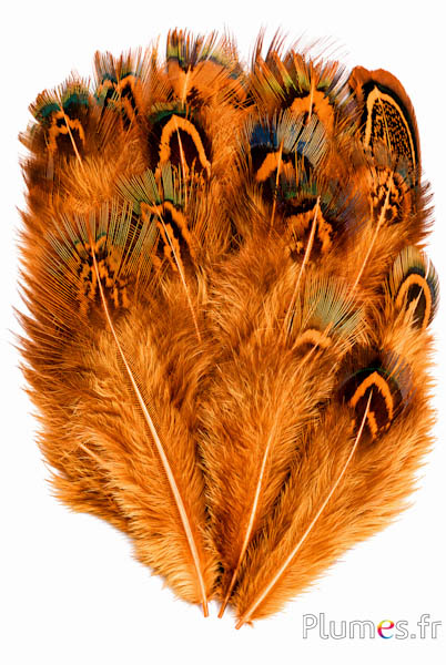 Fagiano dorato - 5-8 cm - menta-oro azteco
